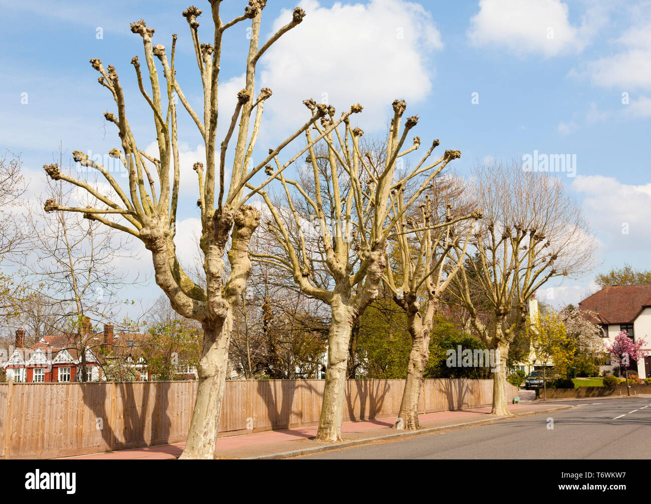 Pollarded London piano (Plantus x hispanica) alberi su un South London Street, UK, la molla. Foto Stock