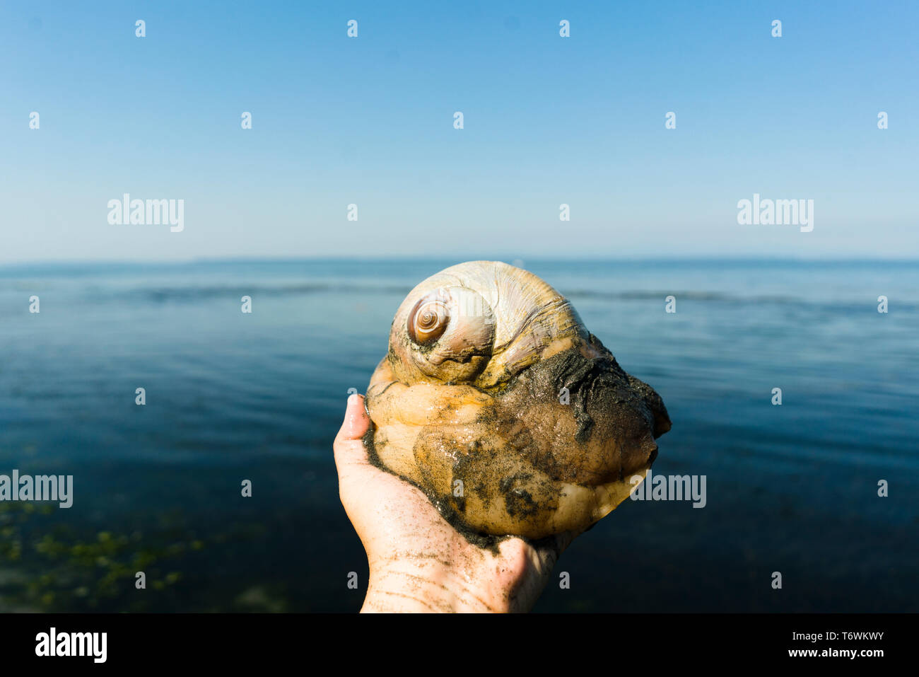 Immagine ritagliata di una persona in possesso di una lumaca luna contro un orizzonte di spiaggia Foto Stock