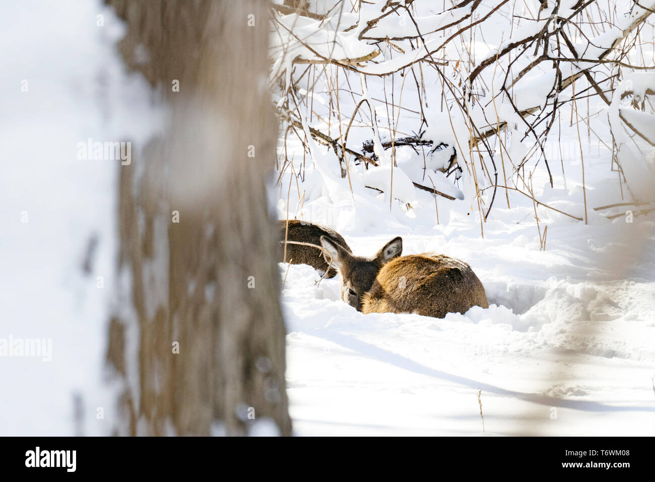 Dritto in vista di un white-Tailed Deer Fawn recante nella neve Foto Stock