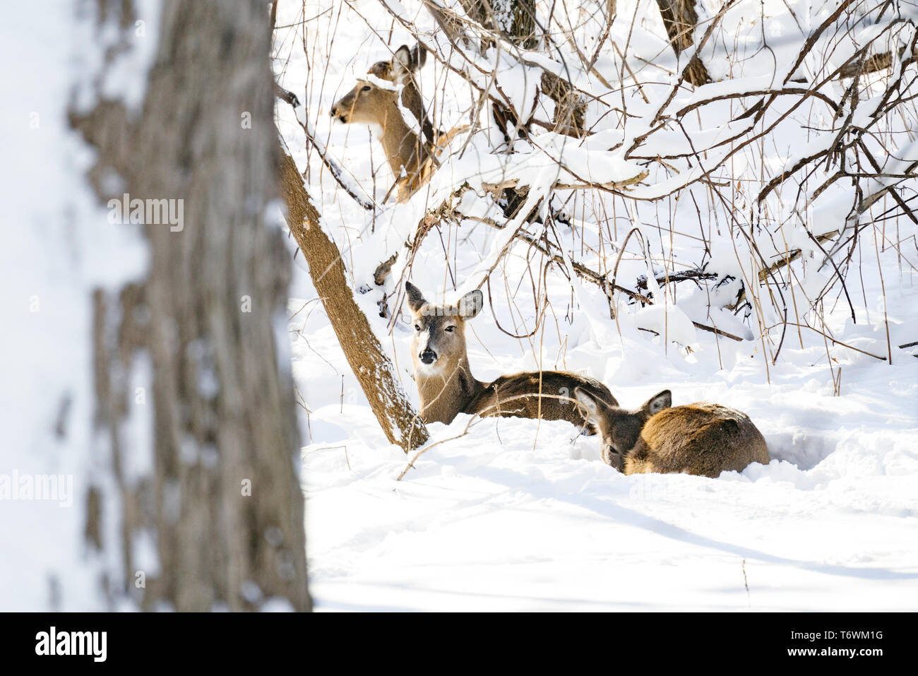 Una mandria di white-tailed deer laici nella neve Foto Stock