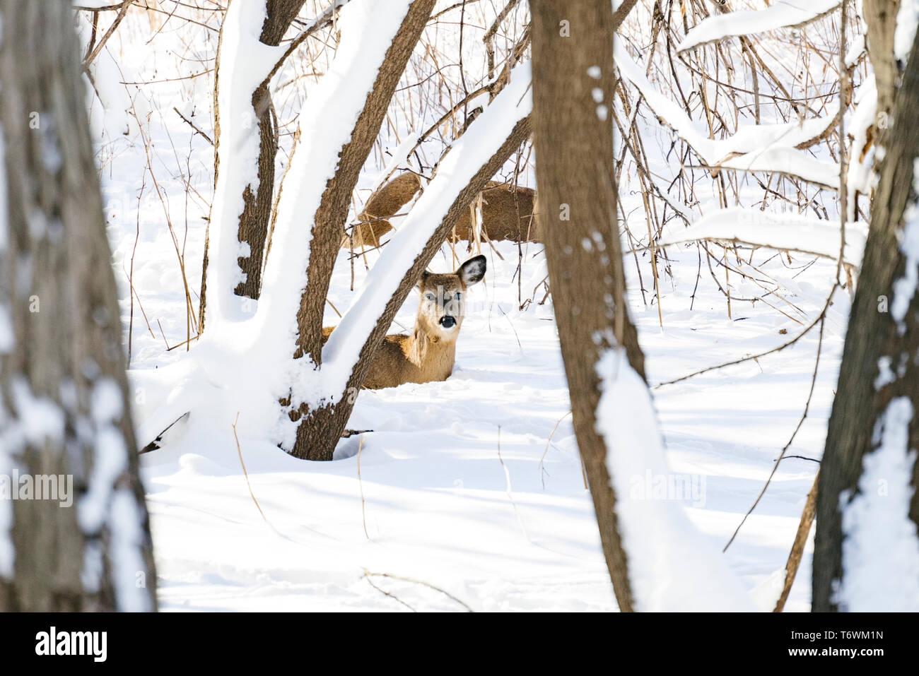 Dritto su ritratto di un white-tailed deer recante nella neve Foto Stock