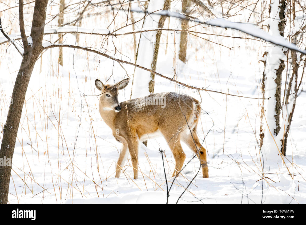 Un white-tailed deer in inverno Foto Stock
