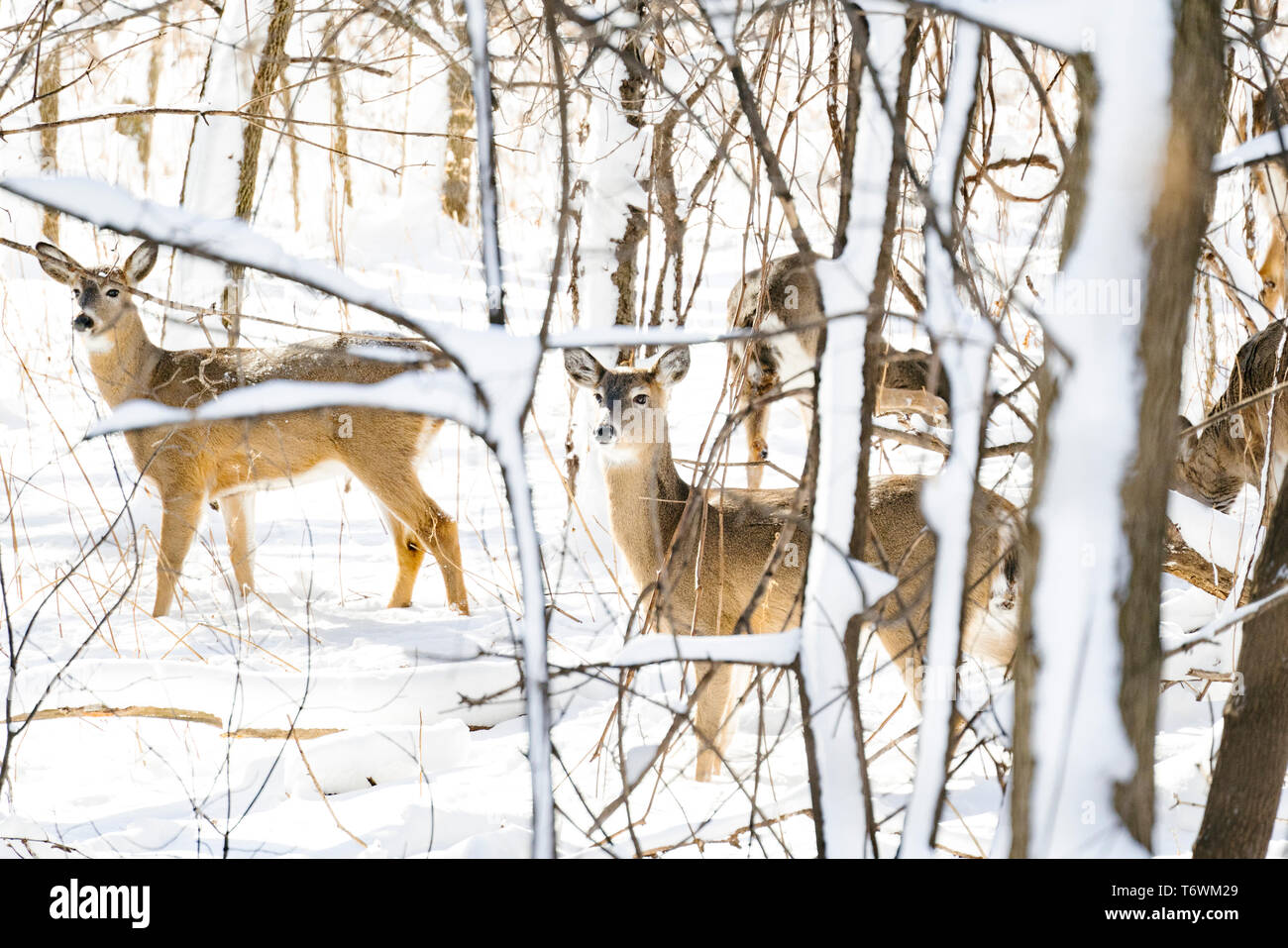 Una mandria di white-tailed deer guardando in lontananza su un giorno nevoso Foto Stock