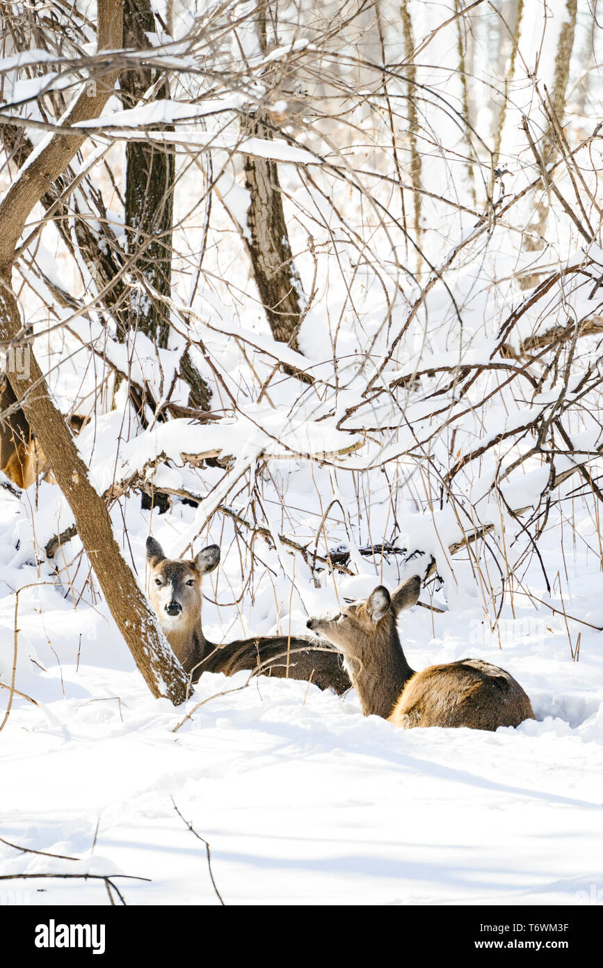 Due white-tailed deer laici insieme in un bosco innevato Foto Stock