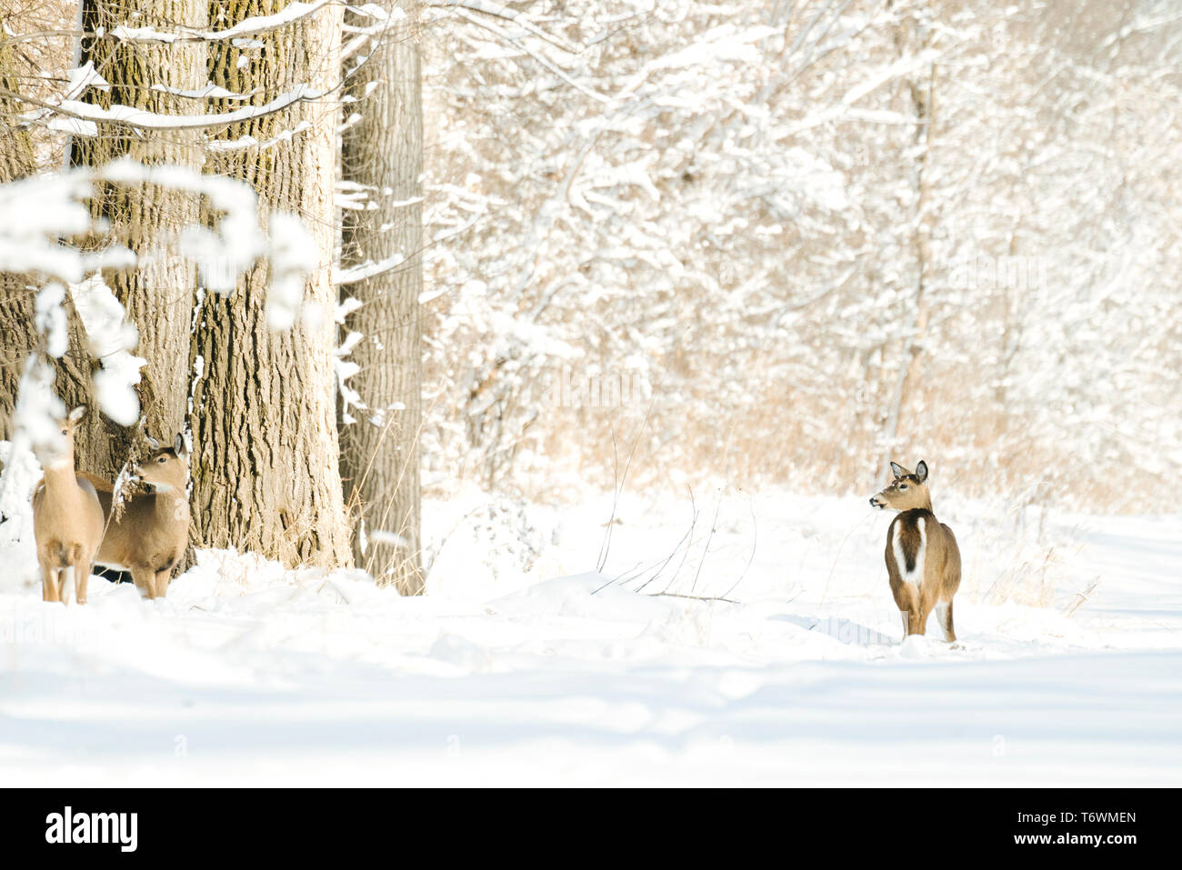 Una mandria di white-tailed deer in una neve-riempita foresta invernale Foto Stock