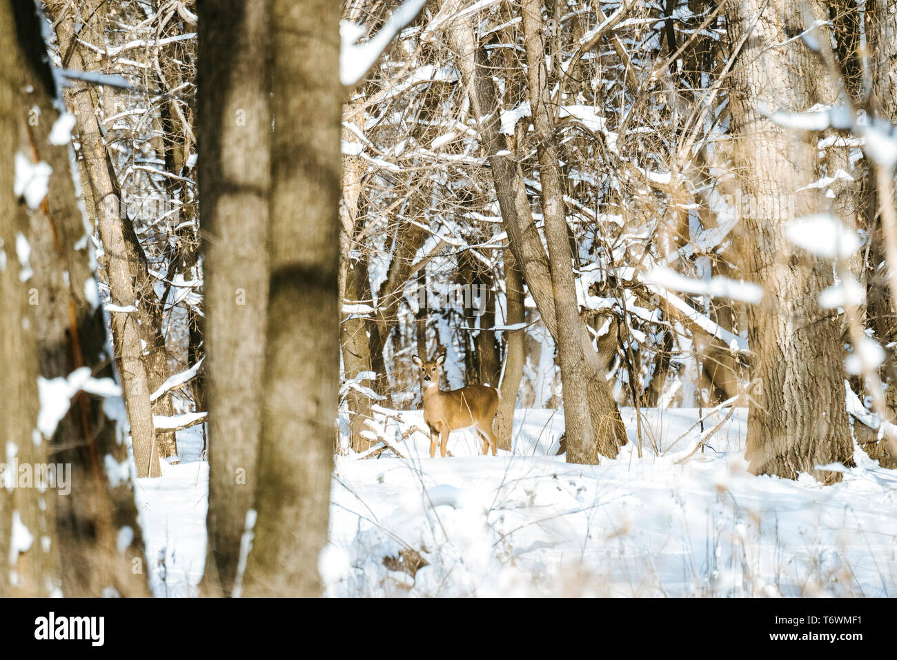 Ritratto di un white-tailed deer attraverso la foresta Foto Stock