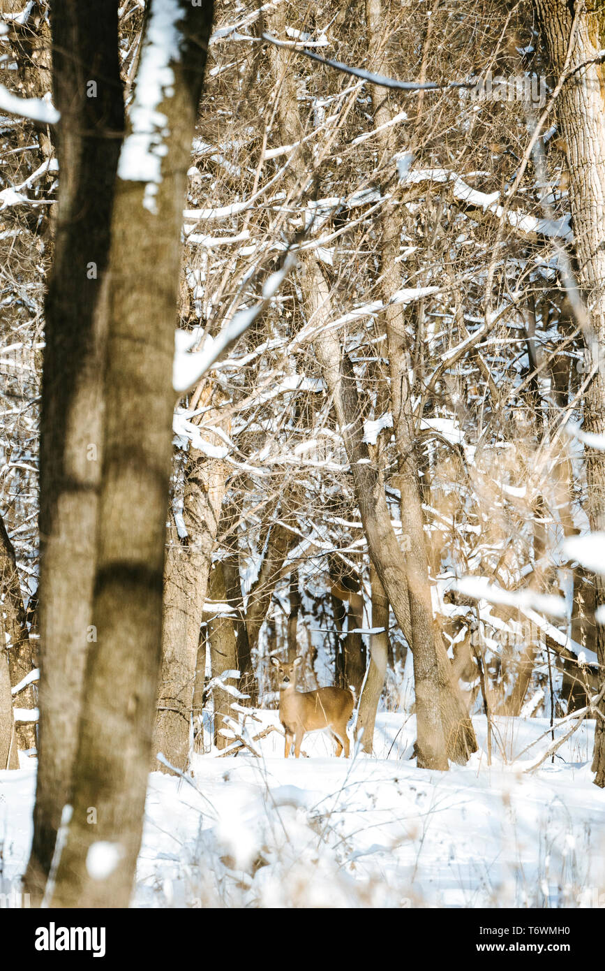 Dritto in vista di un white-tailed deer guardando attraverso la foresta Foto Stock