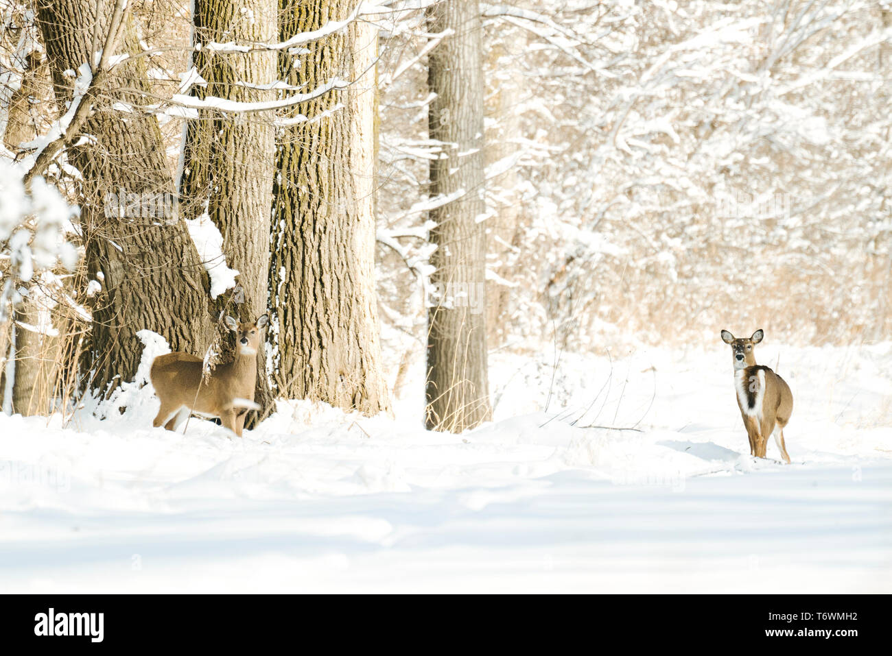 Due white-tailed deer in piedi in un inverno nevoso forest Foto Stock