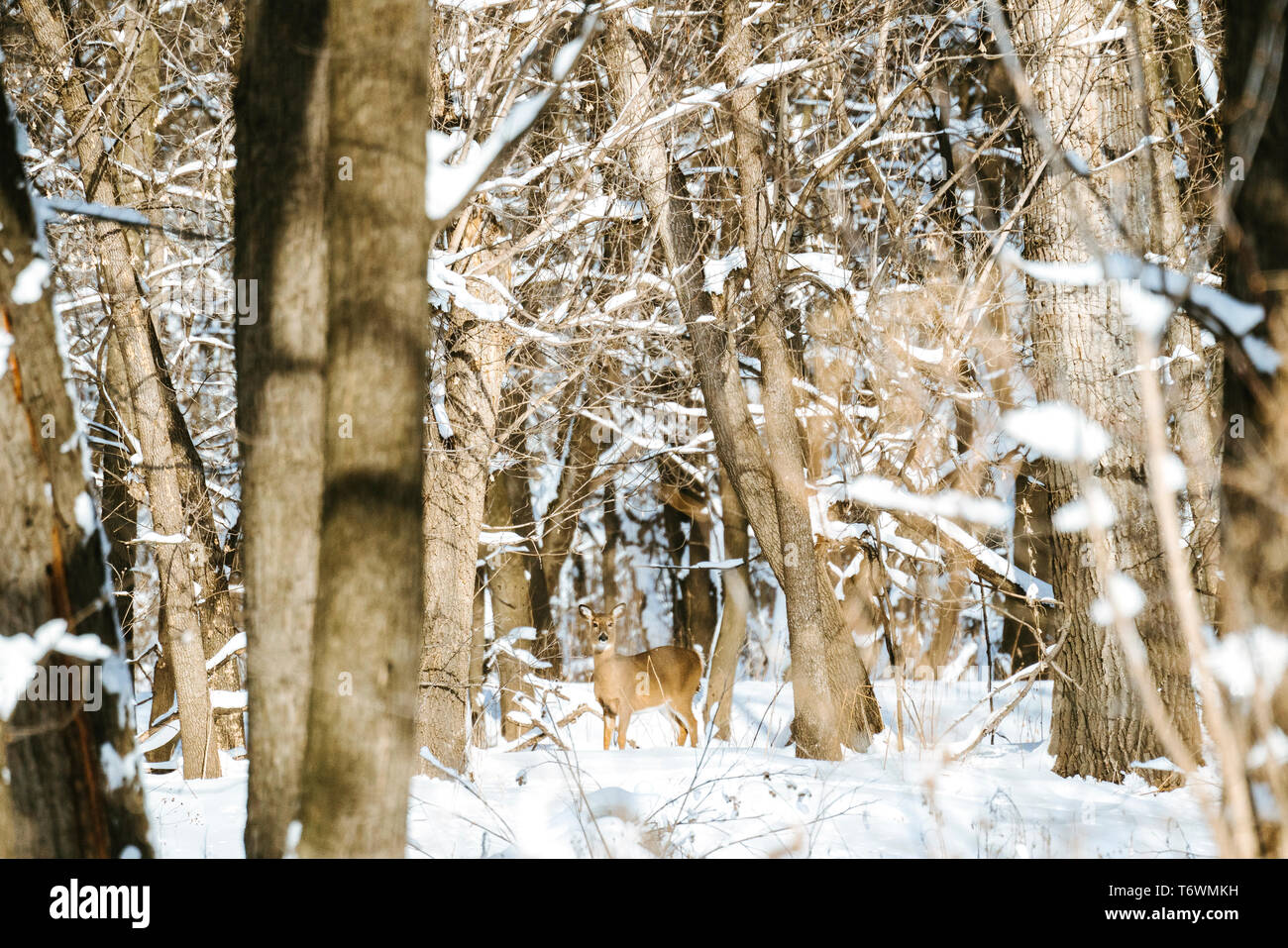 Dritto in vista di un white-tailed deer attraverso un bosco innevato Foto Stock