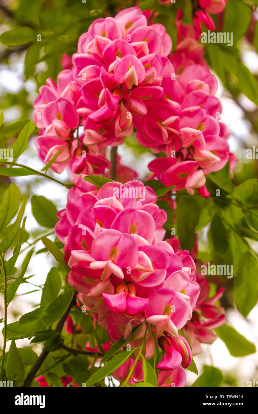 Rosa in fiore acacia mazzetto, ramo di primavera con viscido locust Robinia viscosa o Robinia hispida Foto Stock