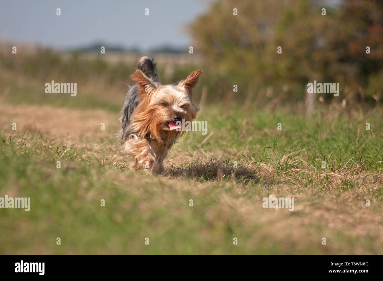 Yorkshire terrier passeggiate in campagna (South Downs, Brighton) Foto Stock