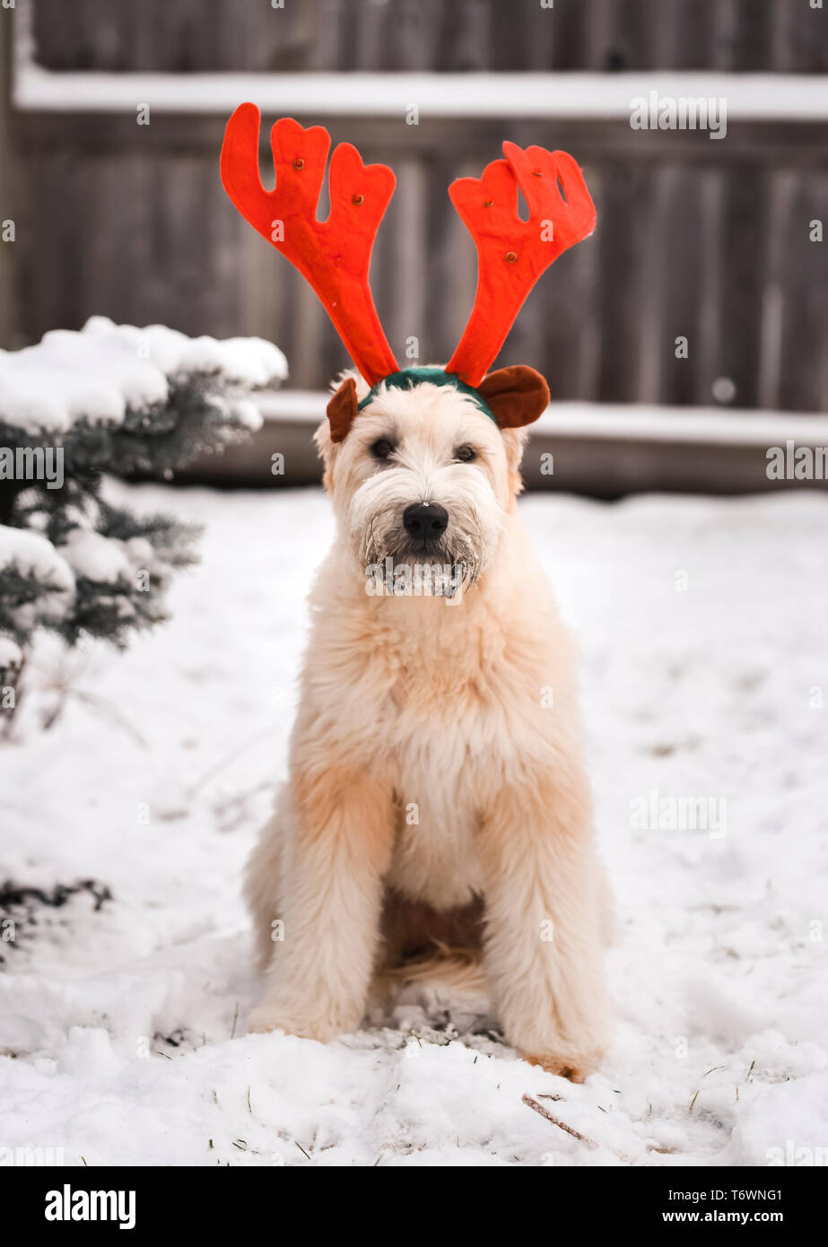 Dog sitter al di fuori nella neve indossando variopinti corna di renne. Foto Stock