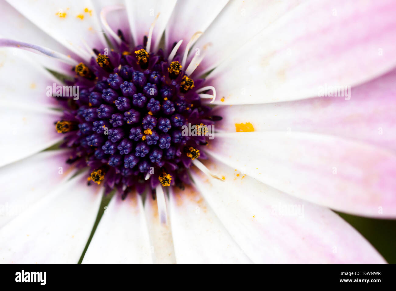 Fiori in primavera da vicino con le lenti macro Foto Stock