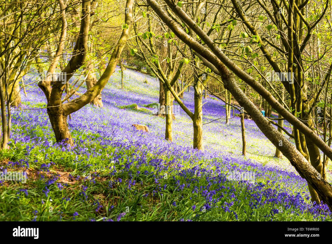 Ide Hill, vicino a Sevenoaks, Regno Unito - 23 Aprile 2019: nativo bluebells inglese in piena fioritura nel National Trust è Emmetts giardino. Foto Stock