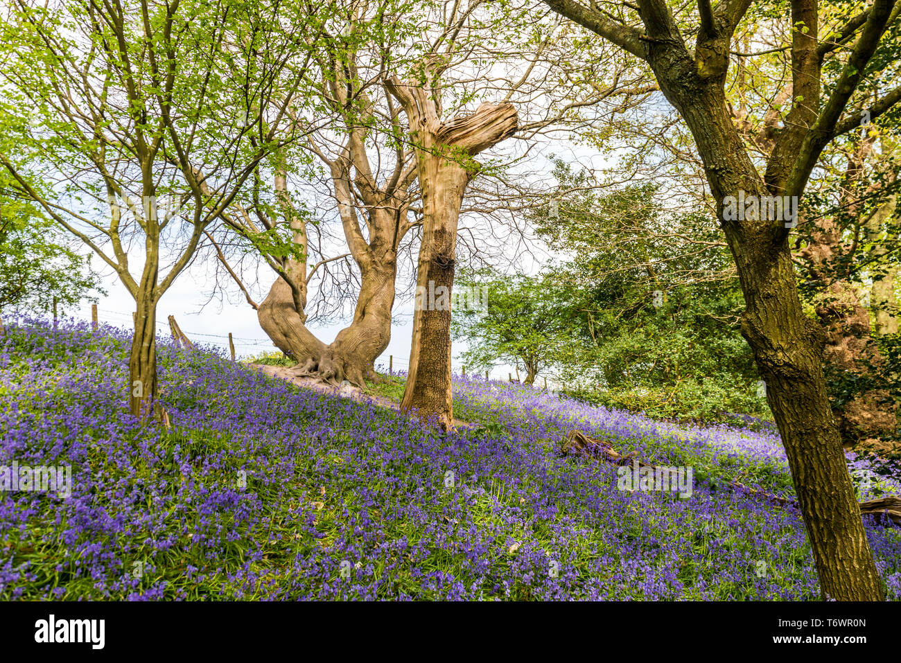 Ide Hill, vicino a Sevenoaks, Regno Unito - 23 Aprile 2019: nativo bluebells inglese in piena fioritura nel National Trust è Emmetts giardino. Foto Stock