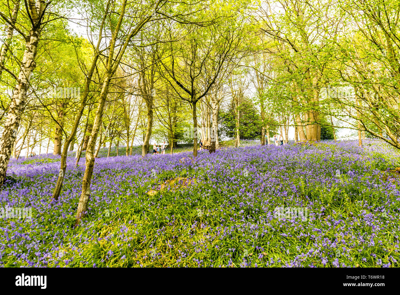 Ide Hill, vicino a Sevenoaks, Regno Unito - 23 Aprile 2019: nativo bluebells inglese in piena fioritura nel National Trust è Emmetts giardino. Foto Stock
