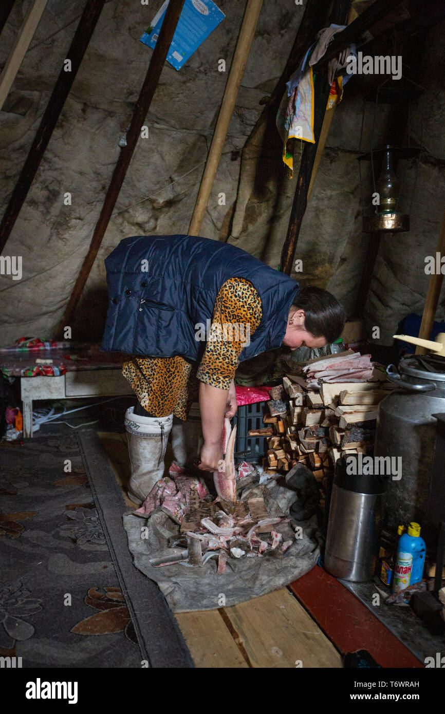 Russia, Yamal-Nenets Regione autonoma, penisola di Yamal. Tradizionale Nenets nomadi allevatori di renne camp. All'interno di tipiche tenda aka chum, donna di cottura. Foto Stock