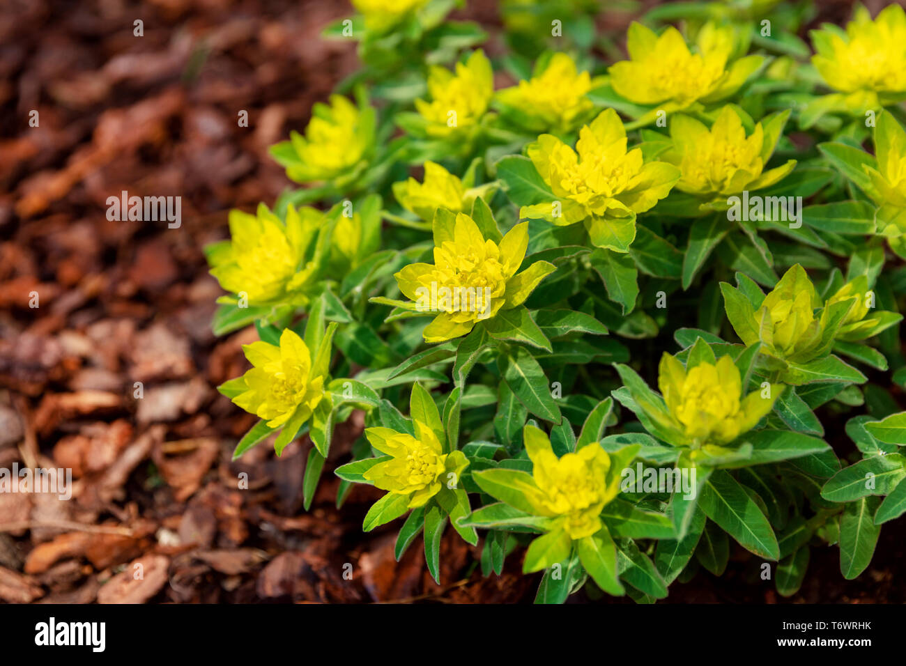 Euphorbia polychroma euforbia cuscino fiore Foto Stock