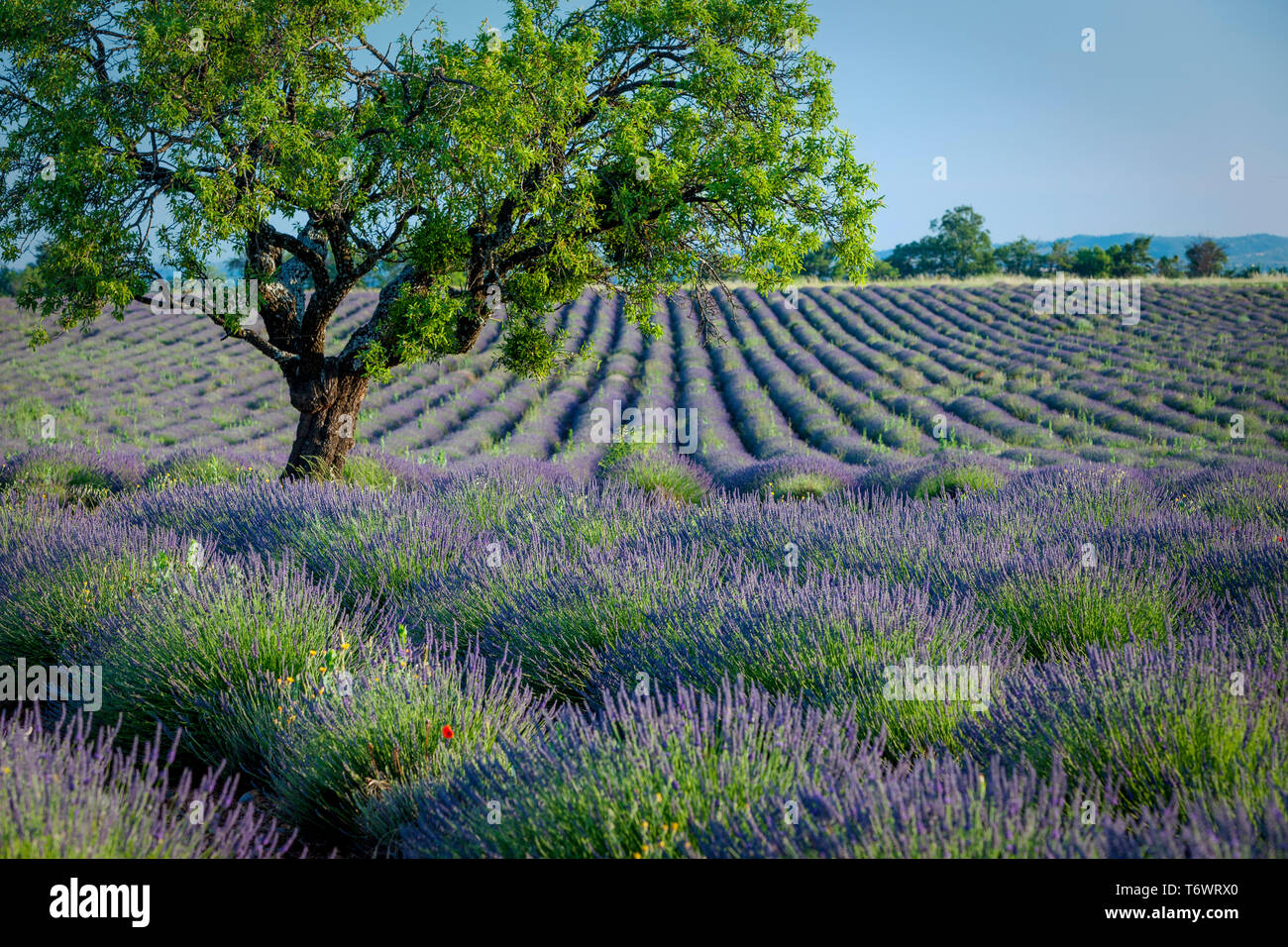 Lone Tree in viola campo di lavanda lungo l'altopiano di Valensole, Provenza Francia Foto Stock