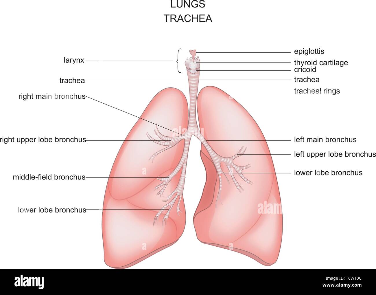 Illustrazione vettoriale di anatomia dei polmoni, della trachea e della laringe Illustrazione Vettoriale