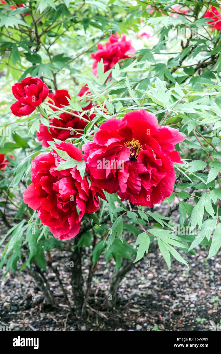 Pony rosso, peonie rosse sotto gli alberi, Paeonia suffruticosa 'Hoki', pianta arbusto in un giardino di maggio Foto Stock