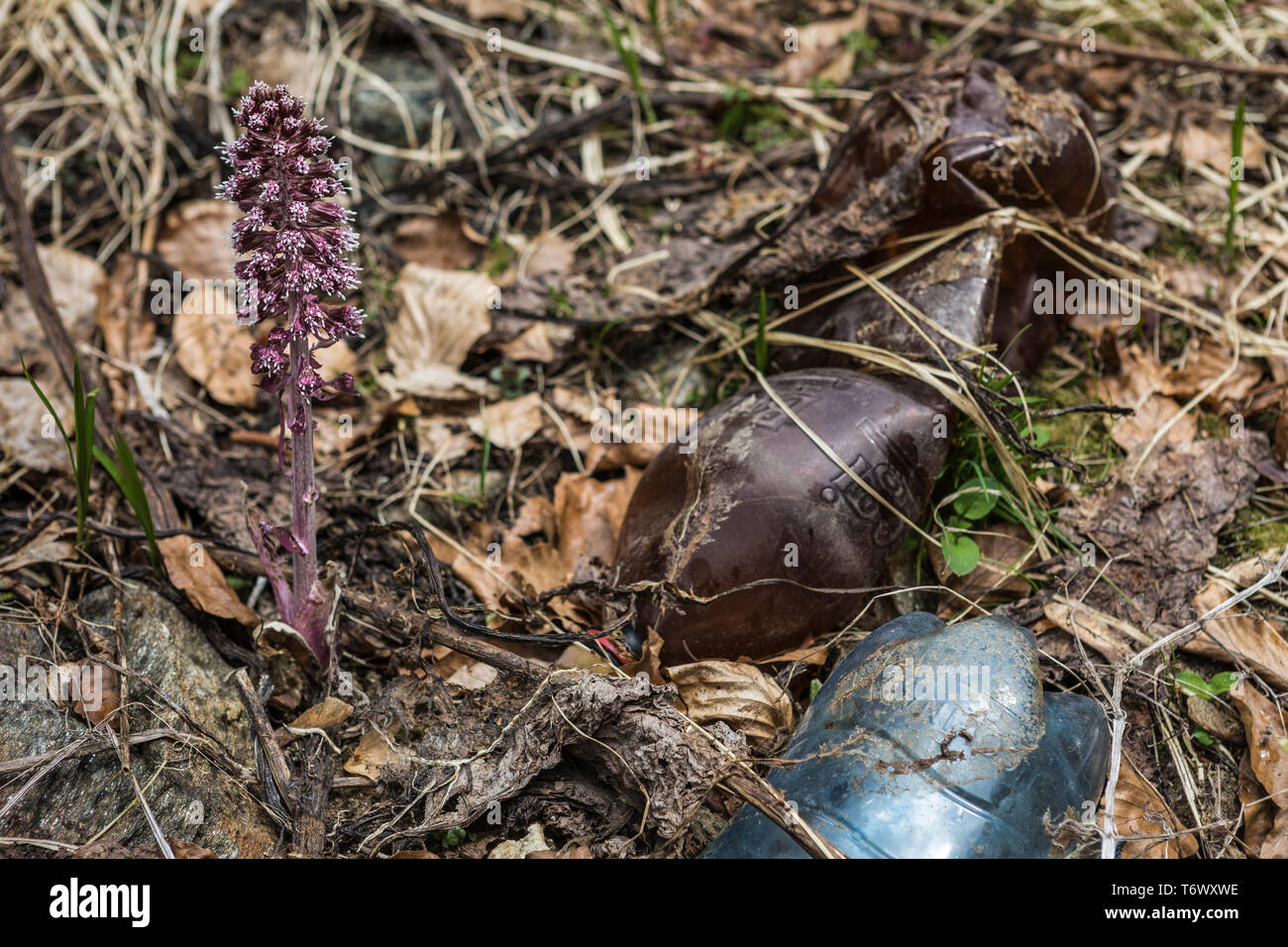 Dettaglio delle bottiglie di plastica scaricate in una foresta Foto Stock