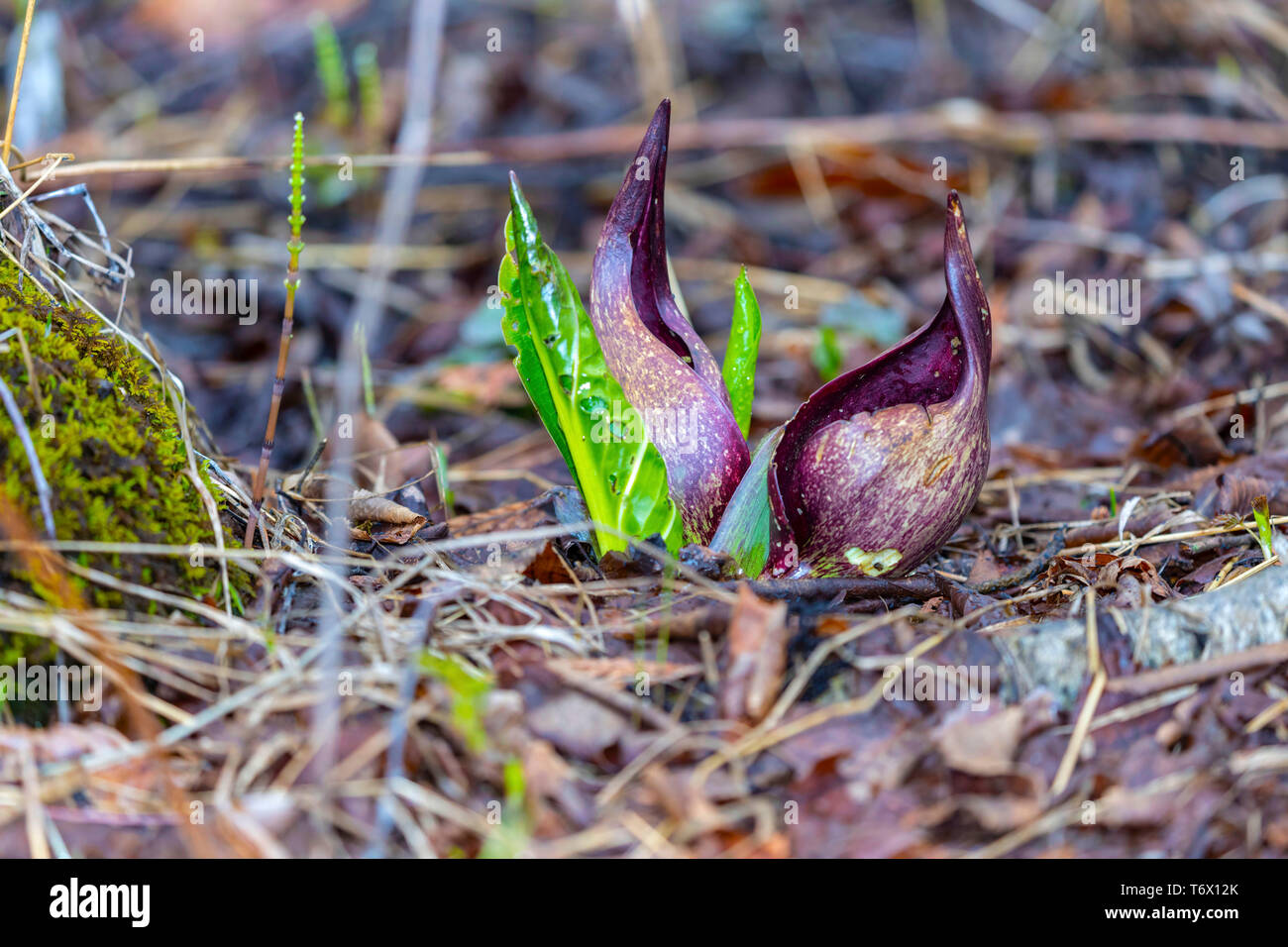 Eastern Skunk cavolo ,Symplocarpus foetidus,vegetale nativo del nord America orientale.Utilizzata come pianta medicinale e magico talismano da varie tribù Foto Stock