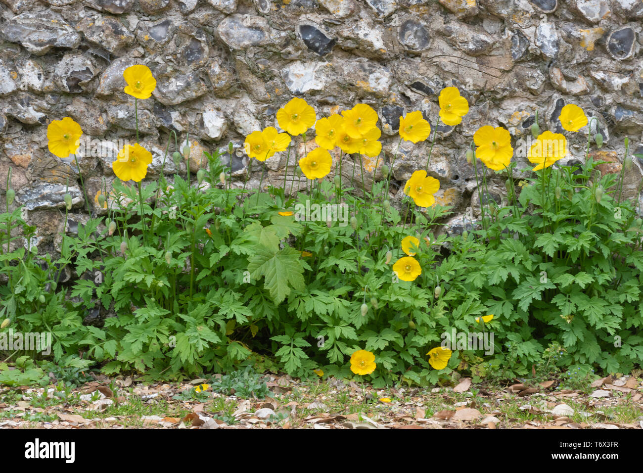 Welsh papaveri (Meconopsis cambric) crescente di fronte a un muro di pietra, REGNO UNITO Foto Stock
