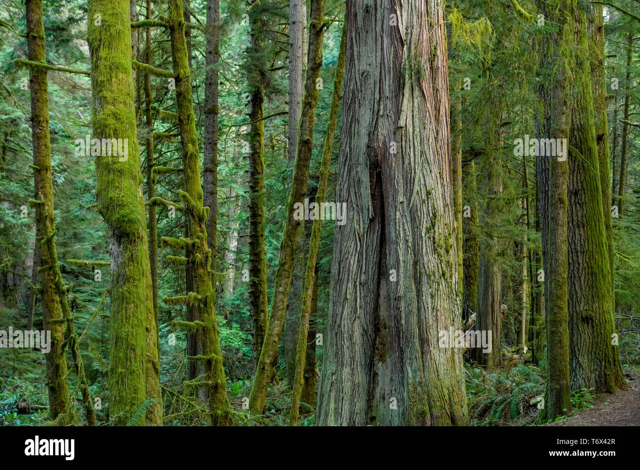 Foresta, East Sooke parco regionale, l'isola di Vancouver, British Columbia, Canada Foto Stock