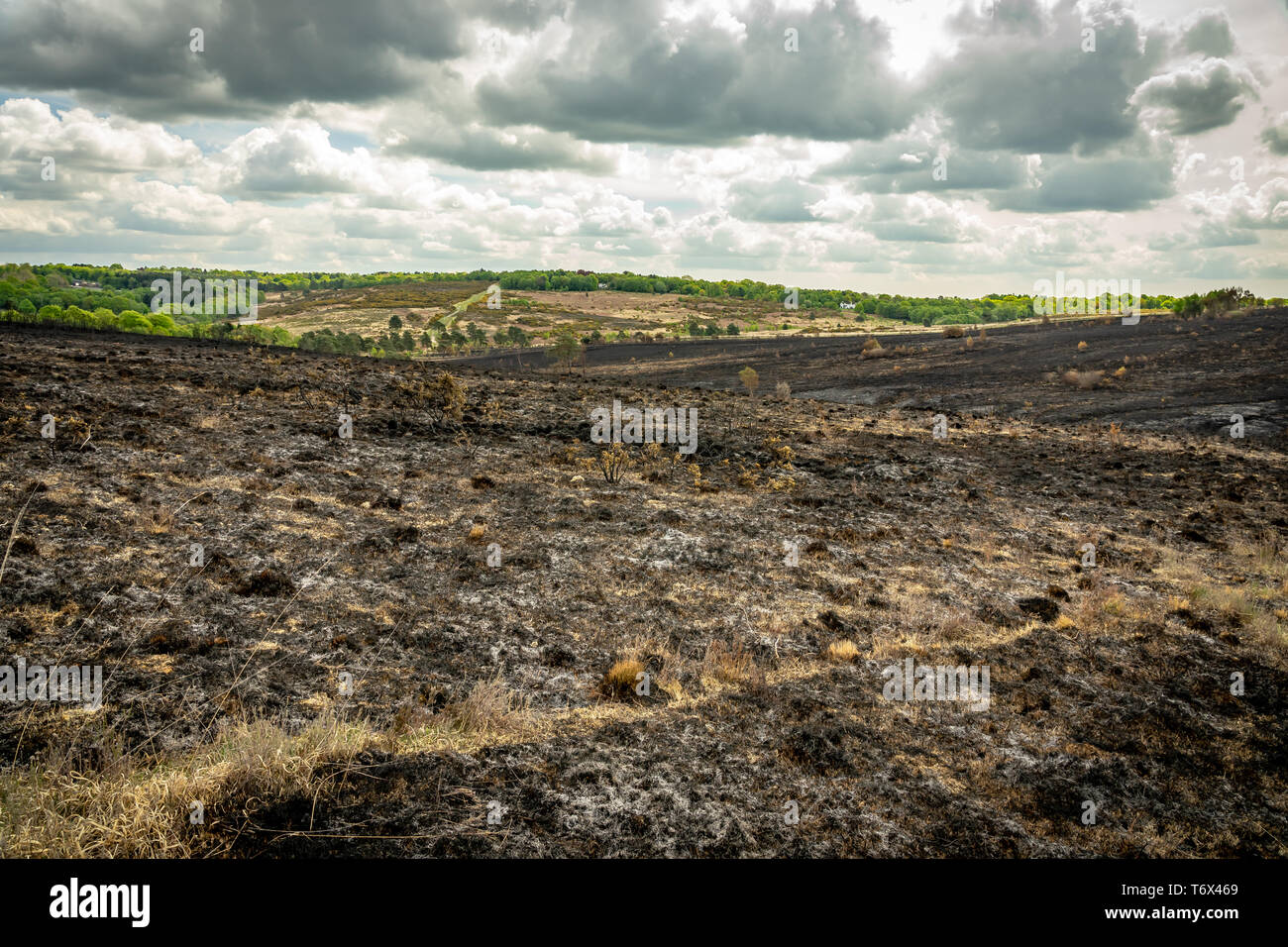 Postumi di una brughiera fire Foto Stock