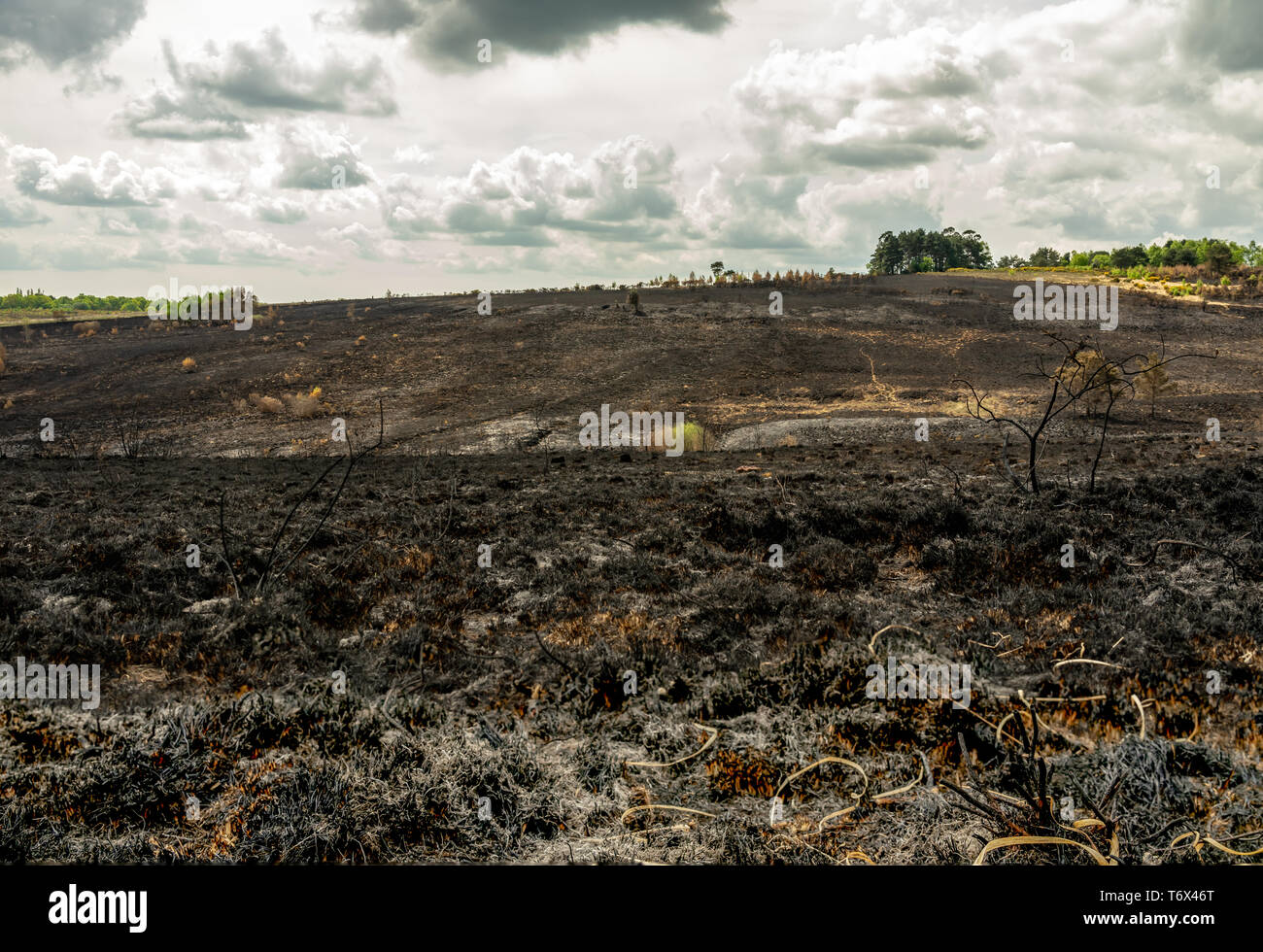 Postumi di una brughiera fire Foto Stock