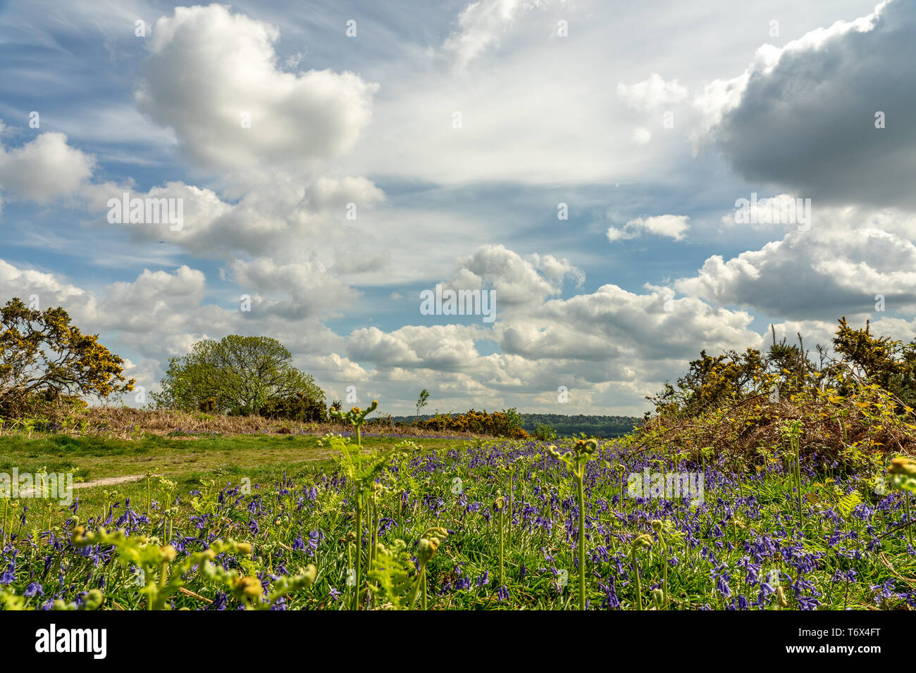 Gorse e Blue Bells fodera una brughiera via Foto Stock