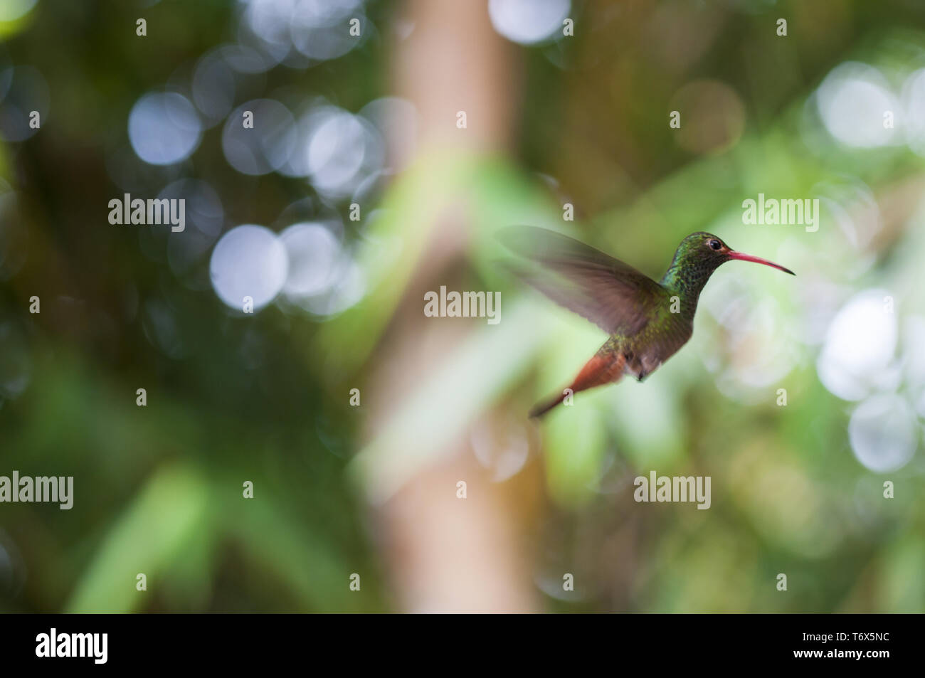 Hummingbird verde sospeso in aria, Ecuador. Foto Stock