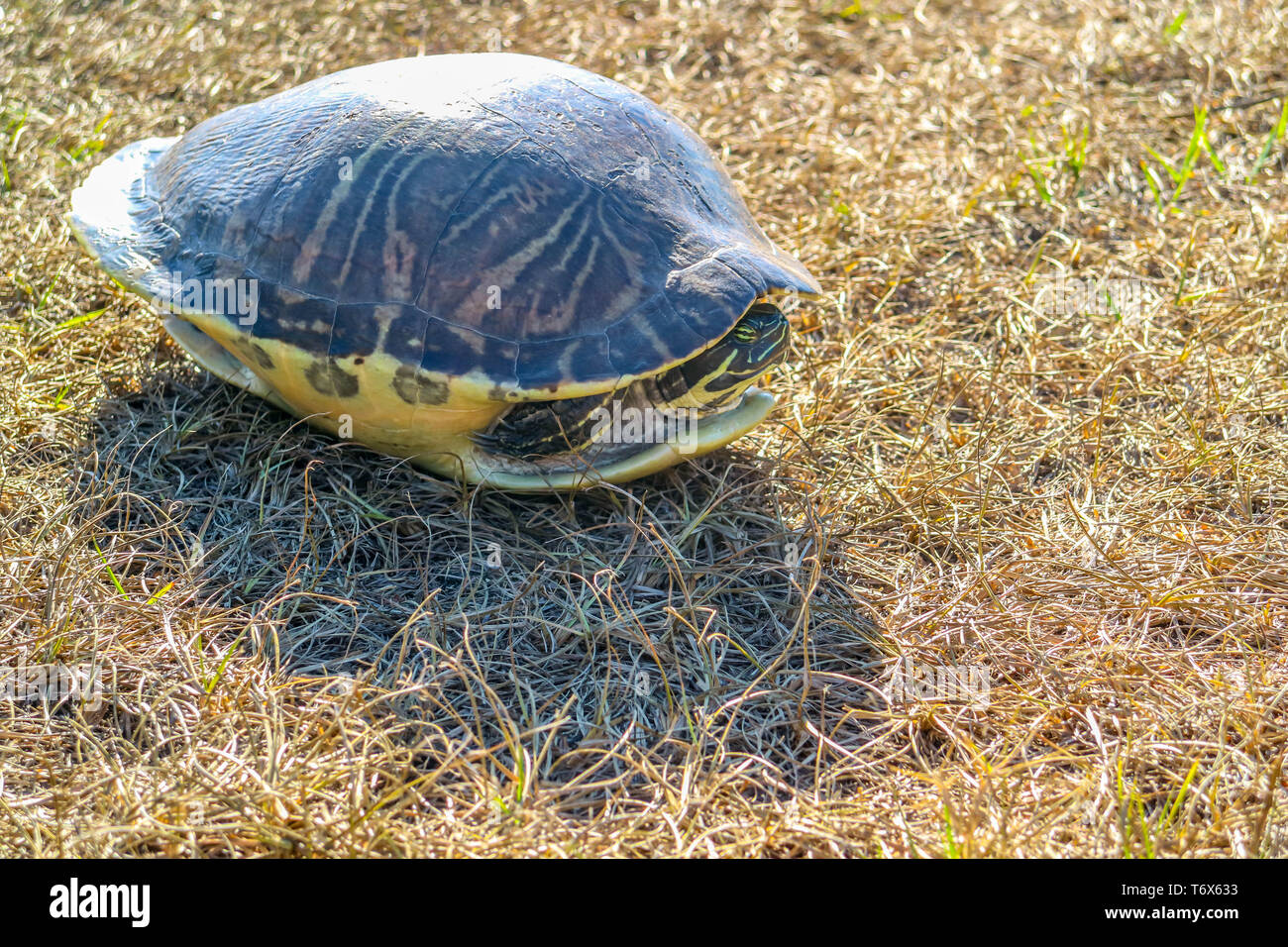 Un grande dipinto di Turtle in Orlando Florida Foto Stock