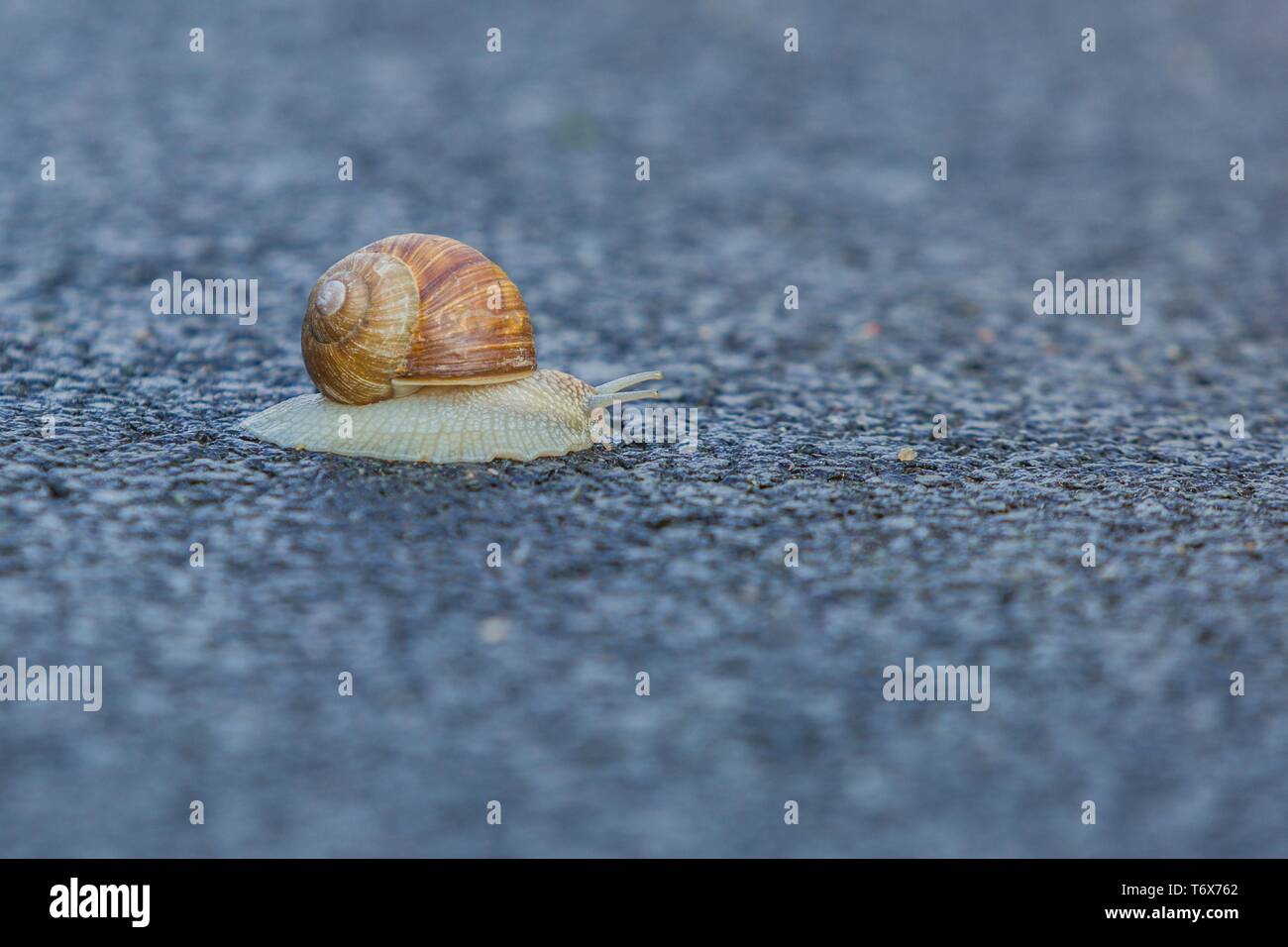 Grande grigio lumaca di terra con cremoso guscio brunastro strisciando lentamente sul bagnato macadam street. Sfocato di sfondo e primo piano. Foto Stock