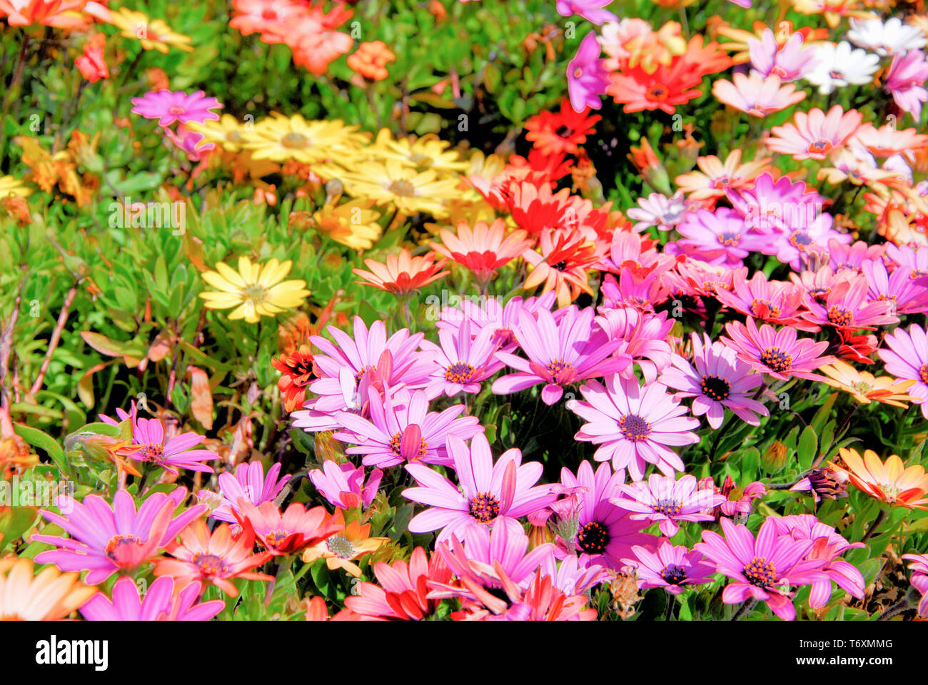 Weymouth. Il 3 maggio 2019. 'Senetti' piante in fiore il sole sul lungomare di Weymouth. credito : stuart fretwell/Alamy Live News Foto Stock