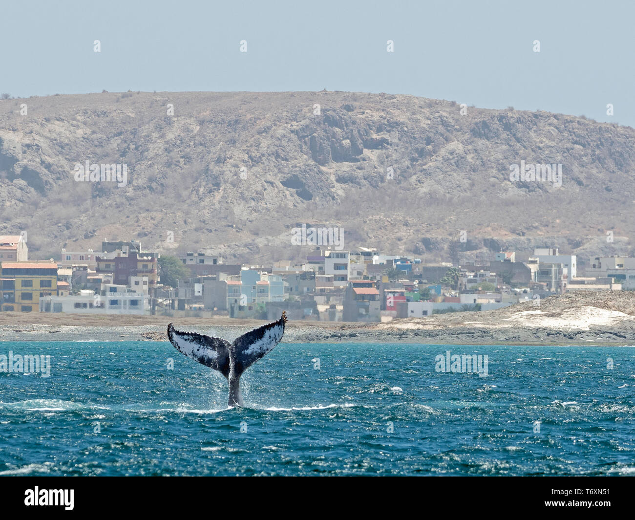 Coda di Humpback Whale (Megaptera novaeangliae) con la città di Sal Rei in background, Boa Vista, Capo Verde Foto Stock