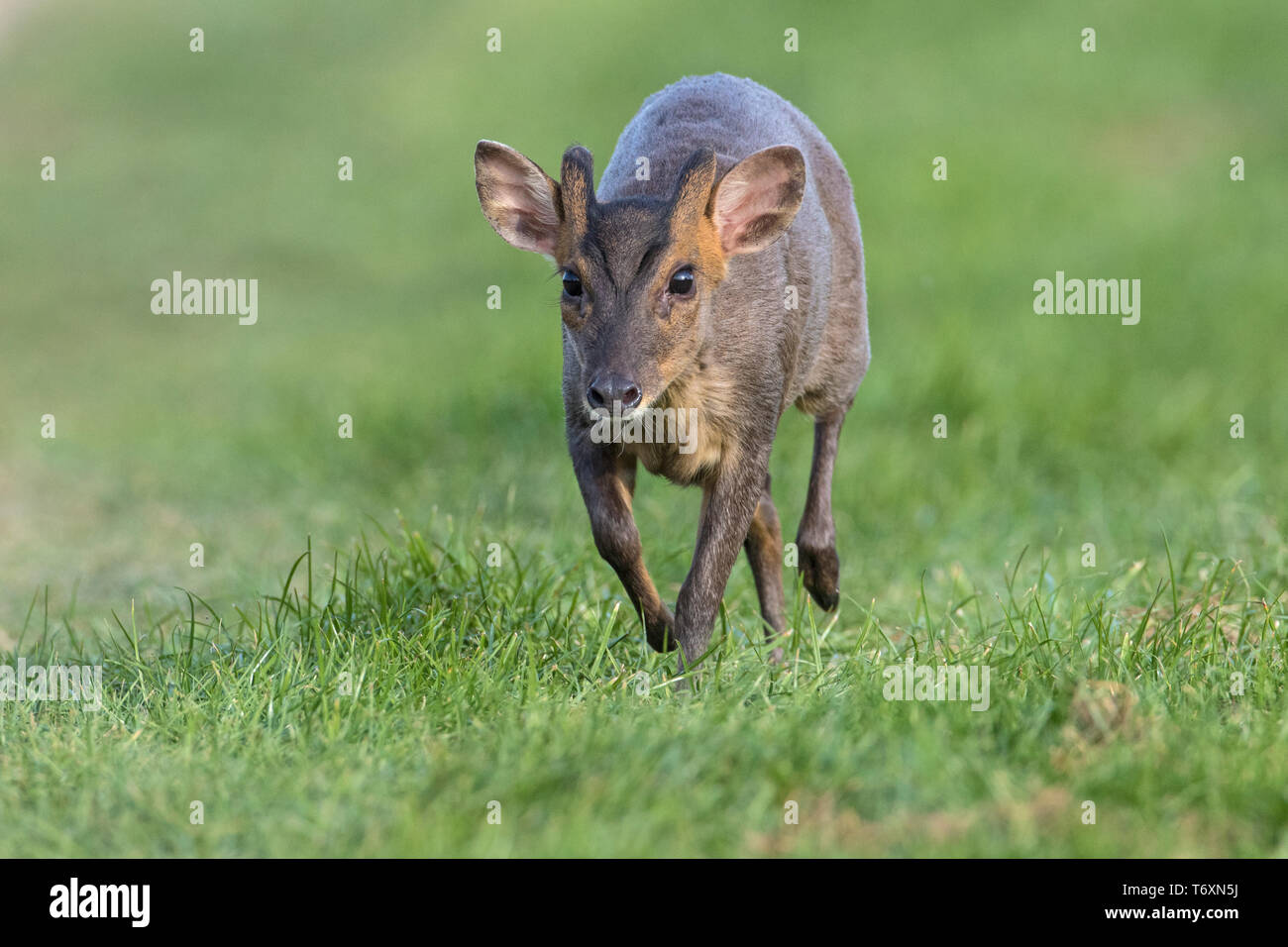 Reeves è Muntjac deer (Muntiacus reevesi), corsa, Cambridgeshire, Regno Unito Foto Stock