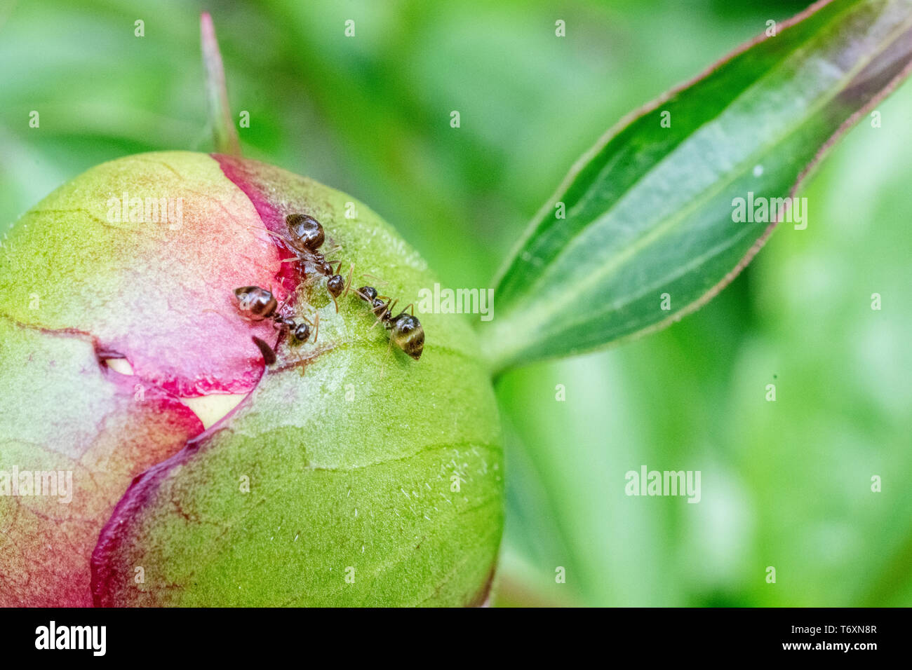 Peonia germoglio di fiore con formiche - verde paeony bud con coloranti magenta - le peonie con insetti - formiche close up - close up di ant su un fiore Foto Stock