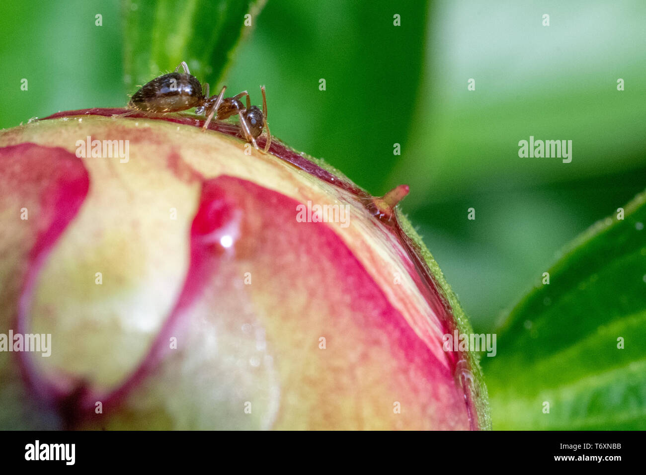 Peonia germoglio di fiore con formiche - verde paeony bud con coloranti magenta - le peonie con insetti - formiche close up - close up di ant su un fiore Foto Stock