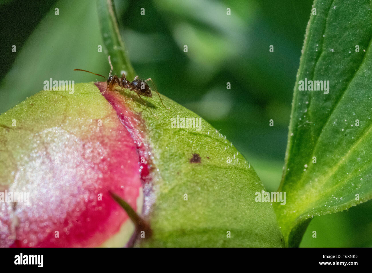 Peonia germoglio di fiore con formiche - verde paeony bud con coloranti magenta - le peonie con insetti - formiche close up - close up di ant su un fiore Foto Stock