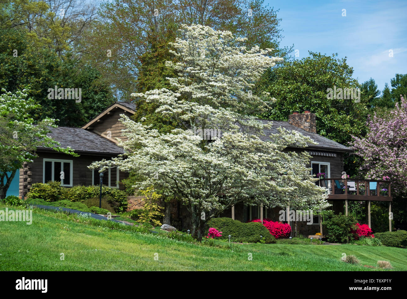 Fioritura bianco sanguinello, Cornus florida,e rosa azalias, Pentanthera, a fianco di fioritura azalee nel Tennessee, USA in una impostazione suburbana. Foto Stock