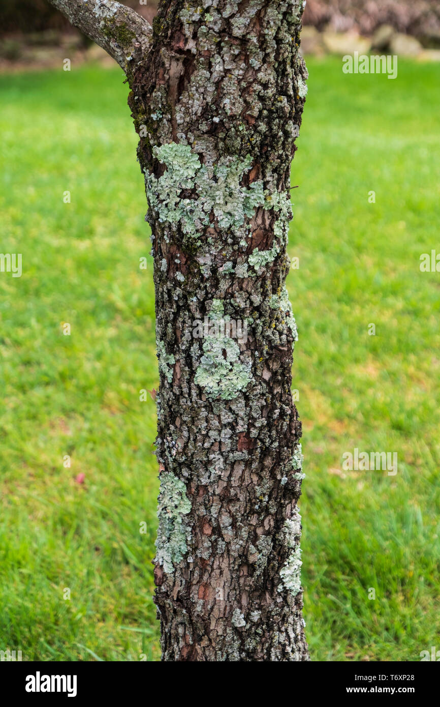 Comune Lichene Greeenshield, Flavoparmelia caperata, su un sanguinello tronco di albero, Cornus florida, nel Tennessee, USA. Foto Stock