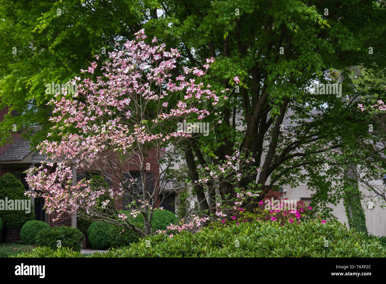 Fioritura rosa sanguinello, Cornus florida, in una impostazione suburbana che sbocciano in Tennessee, USA. Foto Stock