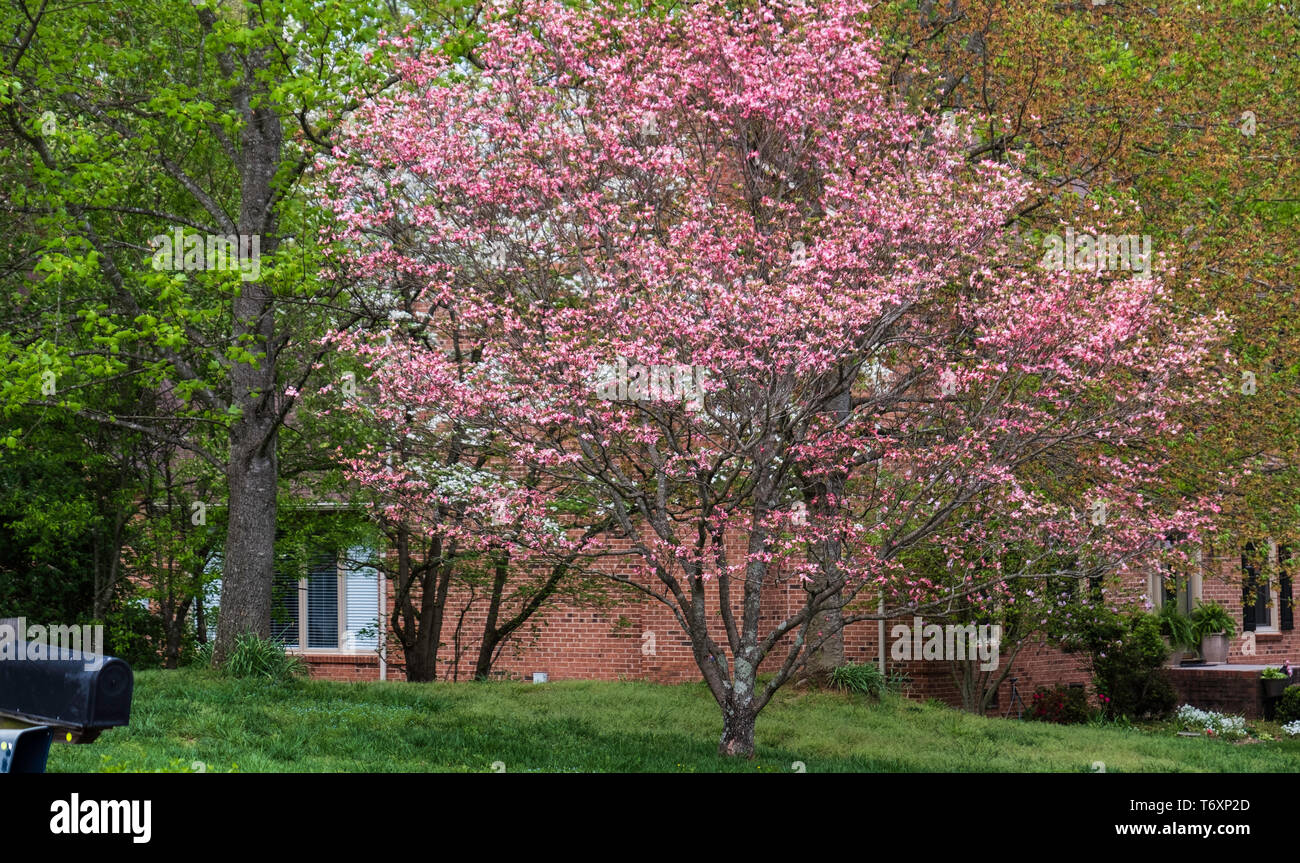 Fioritura rosa sanguinello, Cornus florida, in una impostazione suburbana che sbocciano in Tennessee, USA. Foto Stock