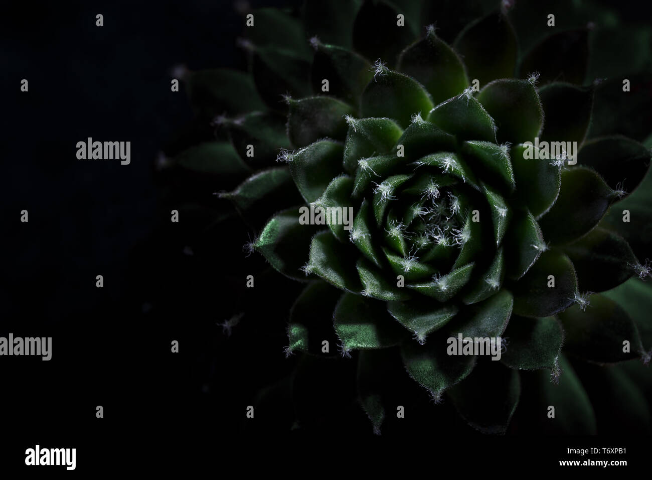 Echeveria succulente macro Foto Stock