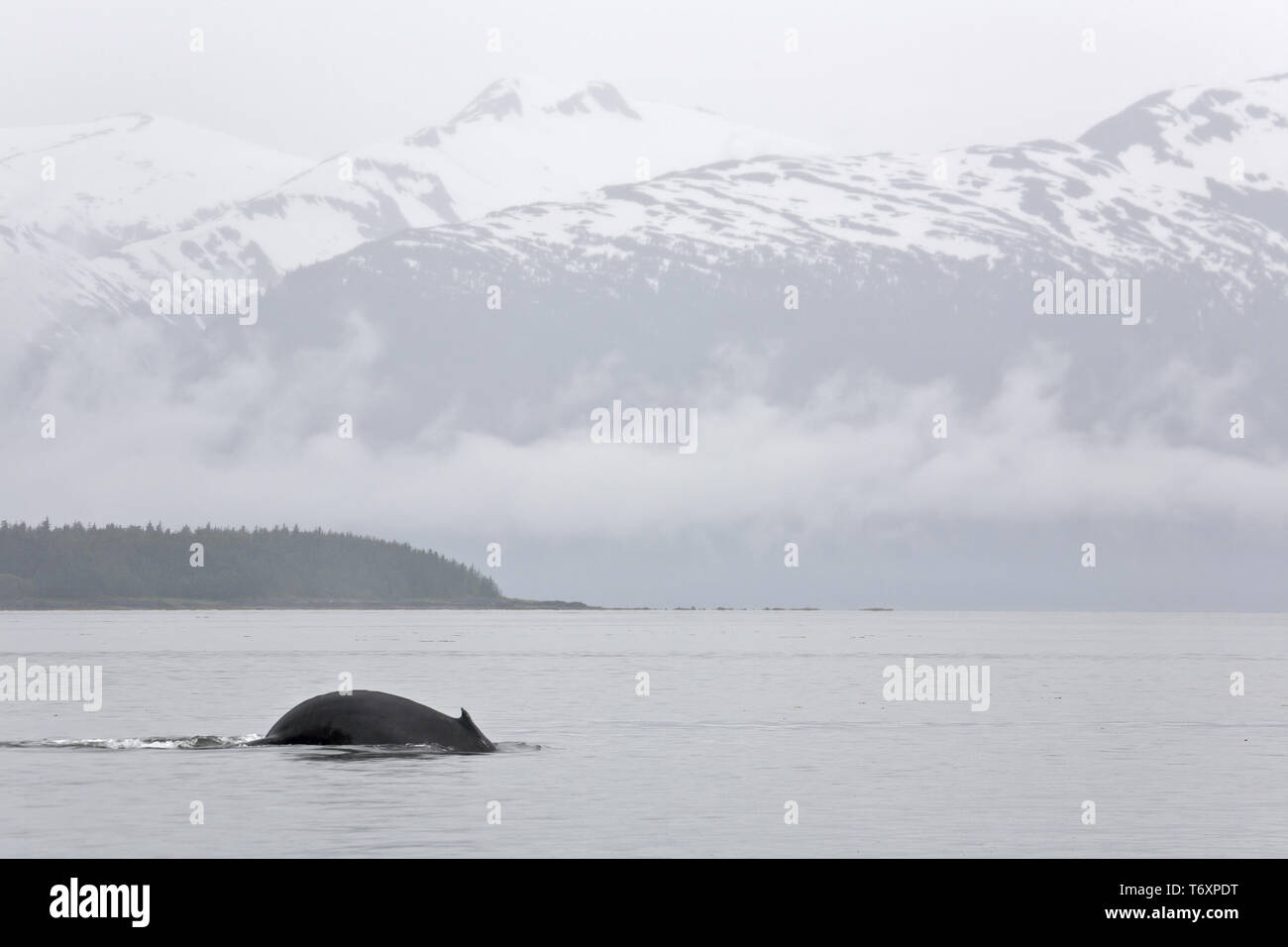 Humpback Whale / Megaptera novaeangliae Foto Stock