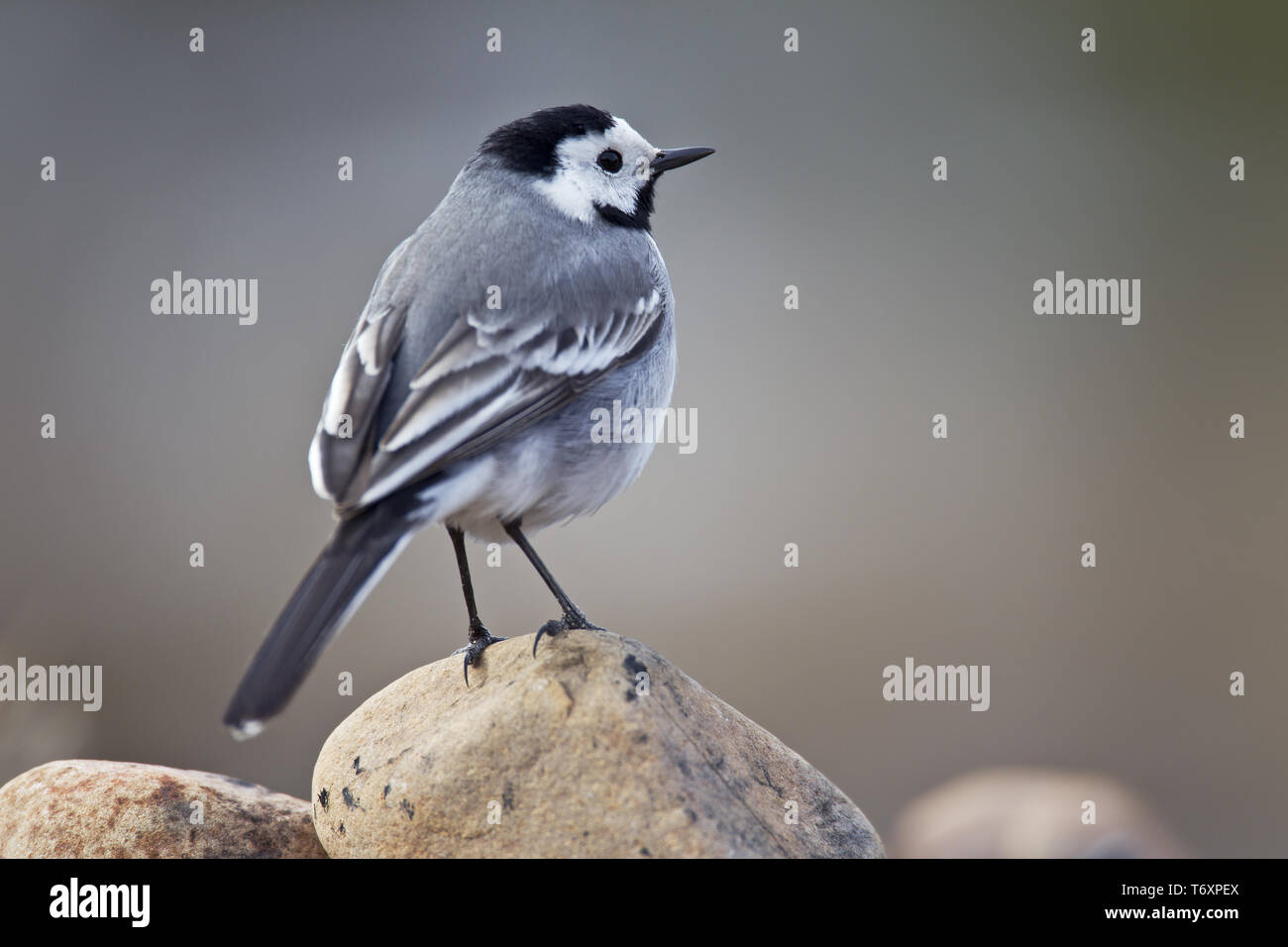 White Wagtail, Motacilla alba, Germania settentrionale Foto Stock