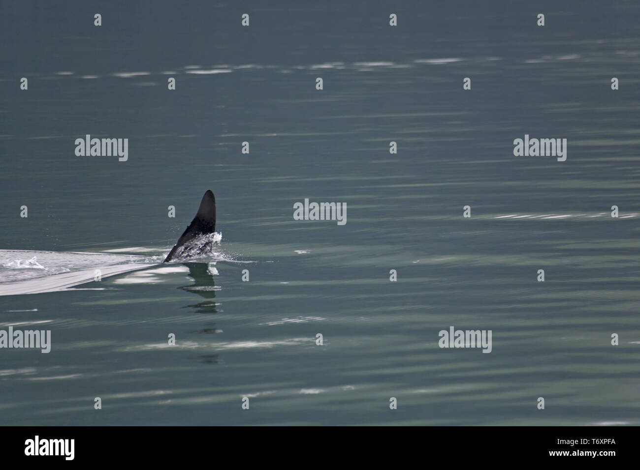 Orca / Killer Whale / maschio / Orcinus orca Foto Stock