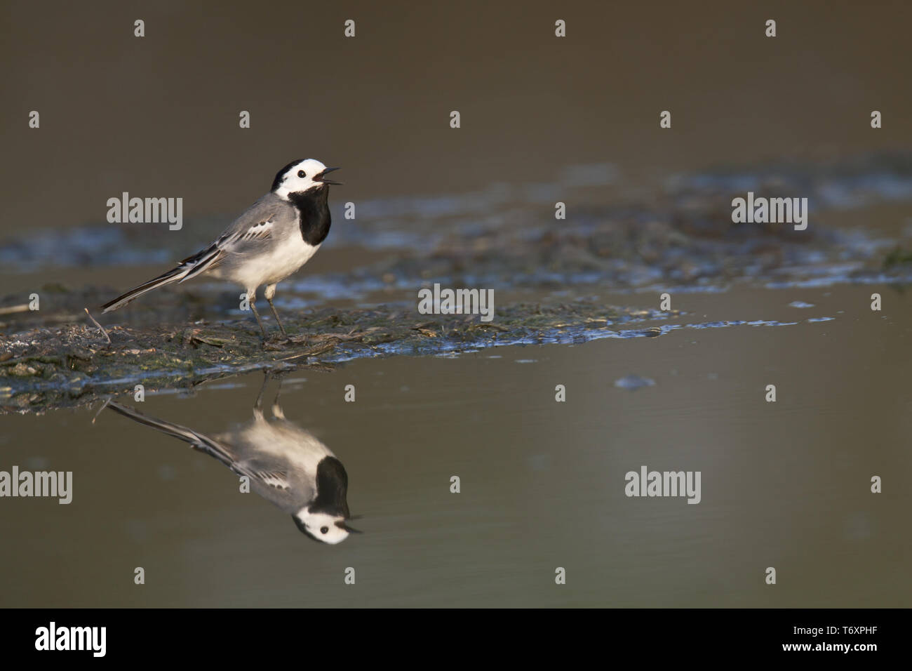 White Wagtail, Motacilla alba, Germania settentrionale Foto Stock